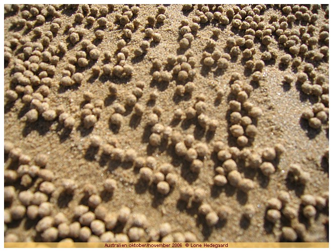 Klik p billedet for at g til det nste foto! IMG_2571 Australien oktober/november 2006 * Fotos: Lone Hedegaard